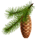 pinecone graphic