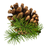 pinecone graphic